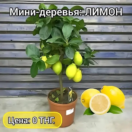 Лимоны в домашних условиях Сочетание возможностей природы и новых агротехнологий